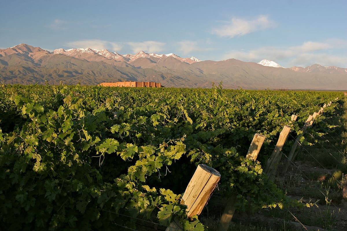Viñedos de Bodega Andeluna con la Cordillera de los Andes