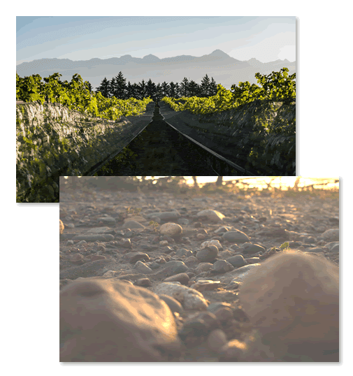 Viñedos y suelo de Gualtallary
